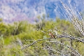 Osoyoos144