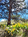 Penticton013