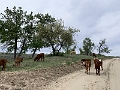 GreatSandHills035