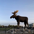 MooseJaw007