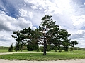 PeaceGarden029