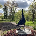 PeaceGarden043