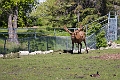 AssiniboineParkZoo008