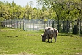 AssiniboineParkZoo009