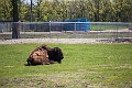 AssiniboineParkZoo010
