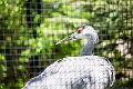 AssiniboineParkZoo012