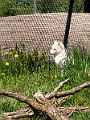 AssiniboineParkZoo017