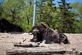 AssiniboineParkZoo018
