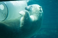 AssiniboineParkZoo022