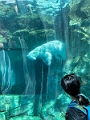 AssiniboineParkZoo033