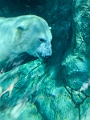 AssiniboineParkZoo034