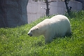 AssiniboineParkZoo035