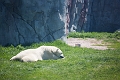 AssiniboineParkZoo036