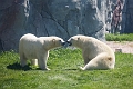 AssiniboineParkZoo039