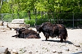 AssiniboineParkZoo044