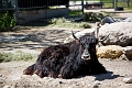 AssiniboineParkZoo045