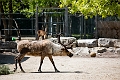 AssiniboineParkZoo046