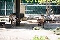 AssiniboineParkZoo047