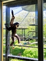 AssiniboineParkZoo049
