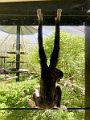 AssiniboineParkZoo050