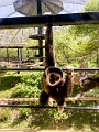 AssiniboineParkZoo051