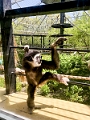 AssiniboineParkZoo052