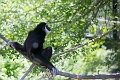AssiniboineParkZoo053