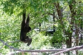 AssiniboineParkZoo054