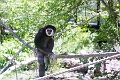 AssiniboineParkZoo055