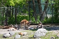 AssiniboineParkZoo058