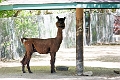 AssiniboineParkZoo059