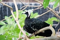 AssiniboineParkZoo060