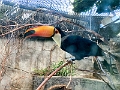 AssiniboineParkZoo063