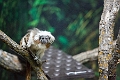 AssiniboineParkZoo065