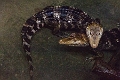AssiniboineParkZoo067