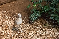 AssiniboineParkZoo069