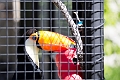 AssiniboineParkZoo071