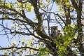 AssiniboineParkZoo072