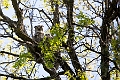 AssiniboineParkZoo073
