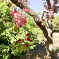 LeoMolSculptureGarden014