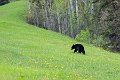 RidingMountain055