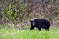 RidingMountain056