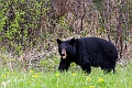 RidingMountain057