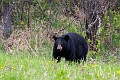 RidingMountain058