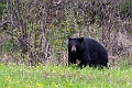 RidingMountain059