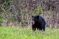 RidingMountain060