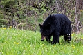 RidingMountain061