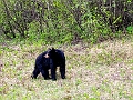 RidingMountain071