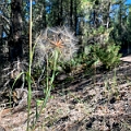 RadiumHotSprings141