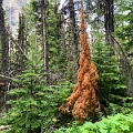 Waterton135